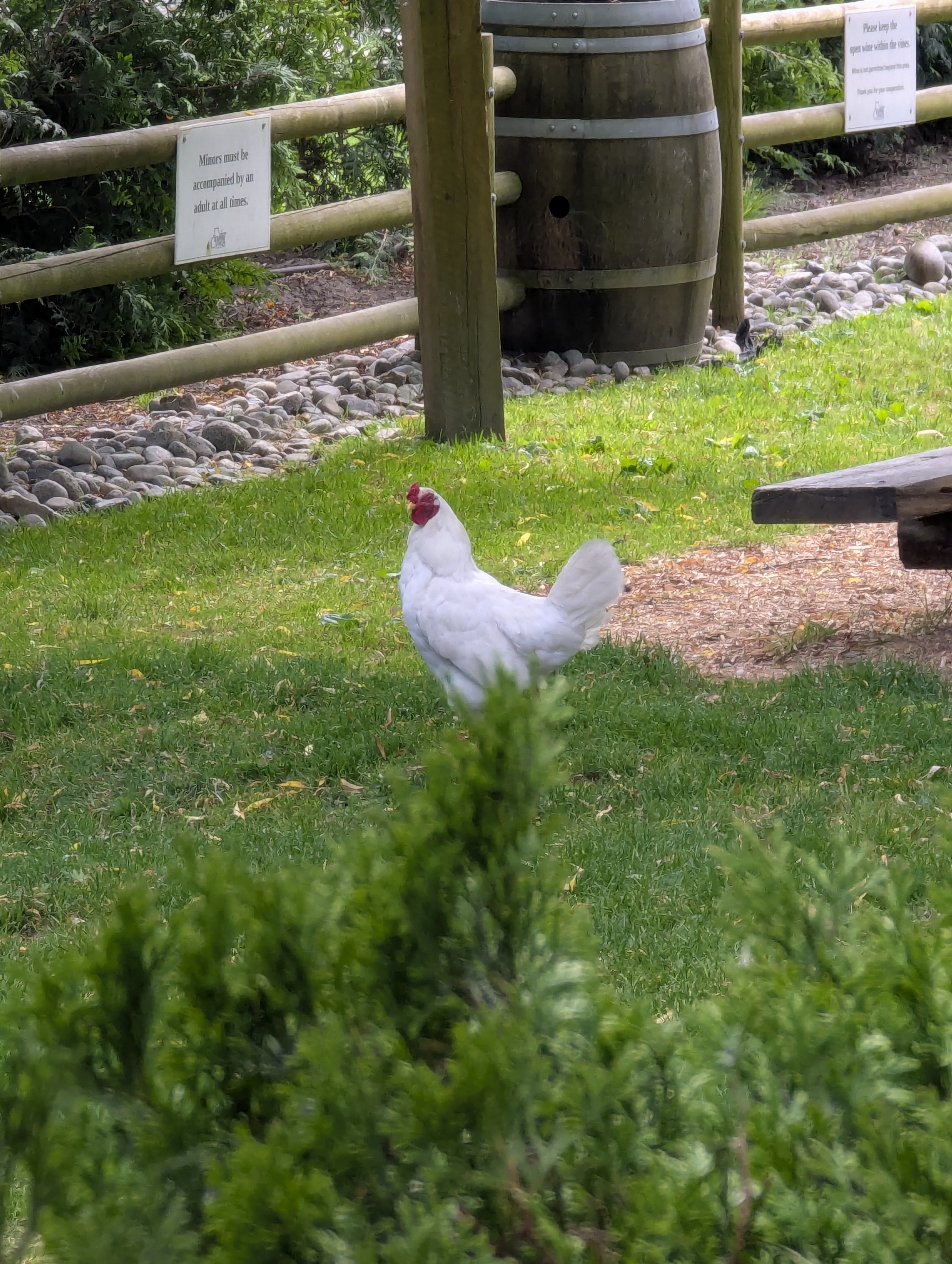 Birthday Trip to Canada, Country Vines Winery, Richmond, British Columbia